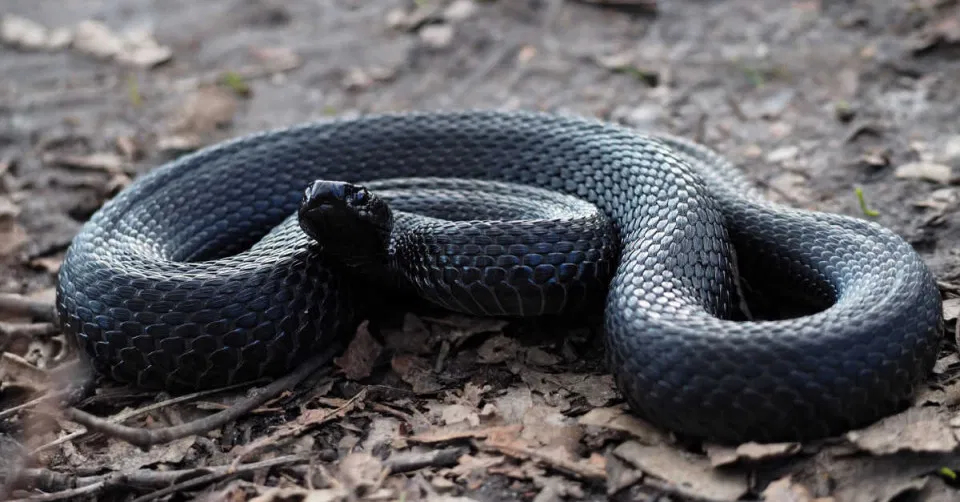 ما تفسير رؤية الداب الاسود في الحلم لابن سيرين؟