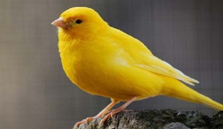 ما تفسير رؤية منقار العصفور في المنام لابن سيرين؟