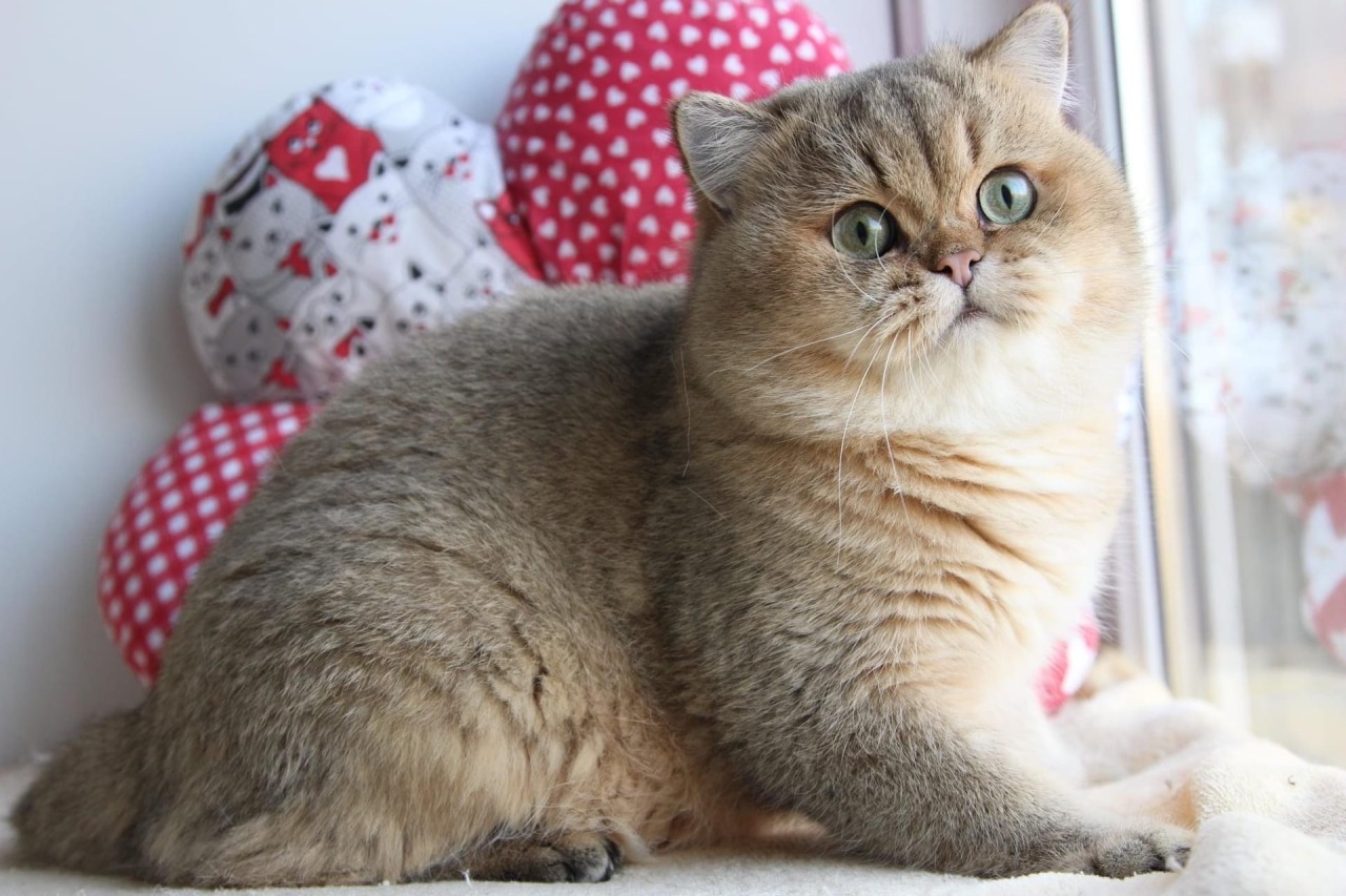 ما تأويلات ابن سيرين عن الحلم بدخول القطط البيت؟