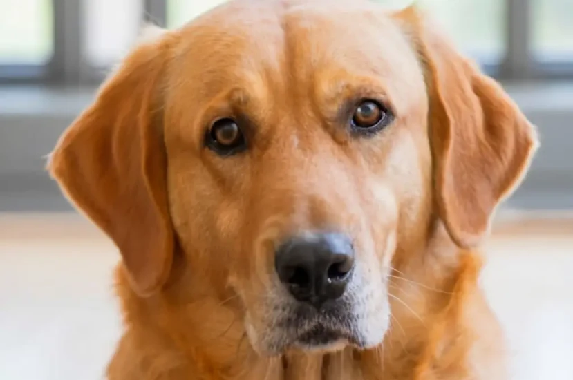 ما تأويلات ابن سيرين لرؤية الكلب الأصفر في المنام للمتزوجة؟