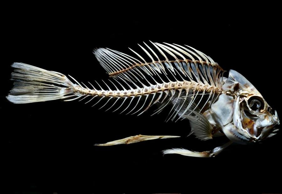 ما تفسير رؤية السمك الشفاف في المنام لابن سيرين؟