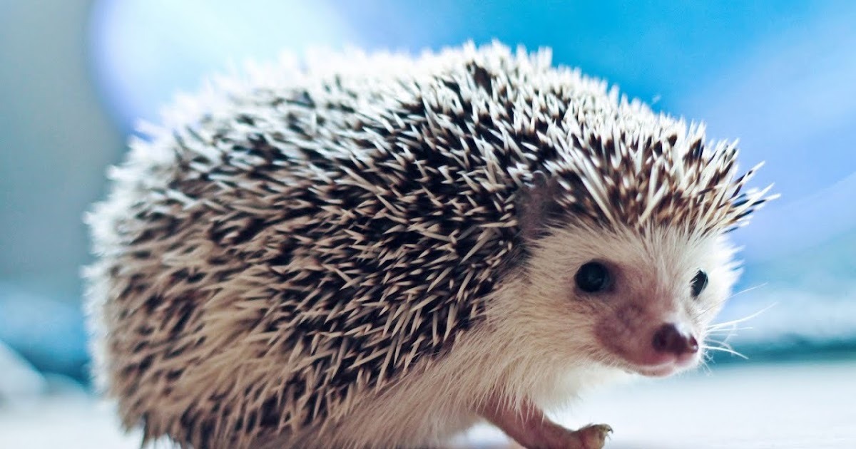 ما تأويلات رؤية القنفذ في المنام لابن سيرين؟