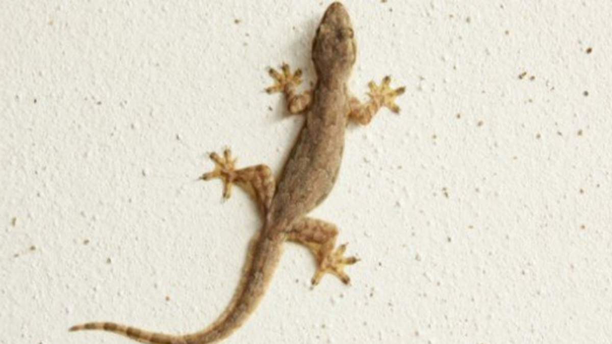 ما تفسير الحلم ببرص صغير لابن سيرين؟