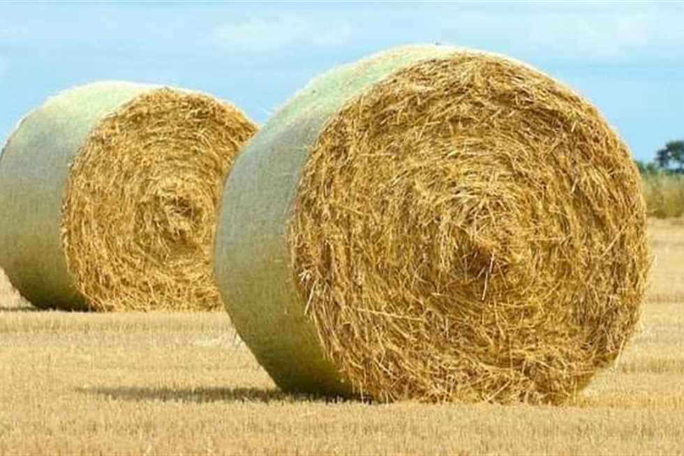 التبن في المنام للعزباء، ما تفسير تلك الرؤية لابن سيرين؟