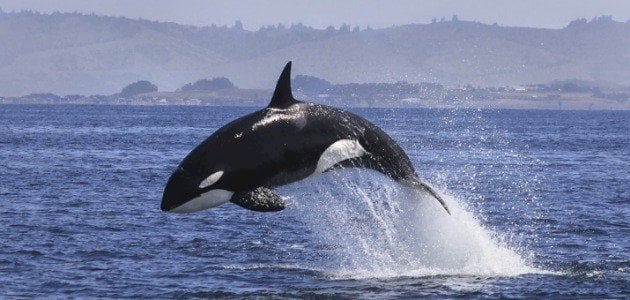 ما تأويلات ابن سيرين عن الحلم بحوت كبير في البحر؟