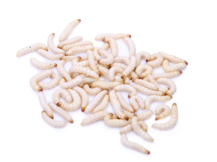 ما تفسير رؤية التخلص من الدود في المنام لابن سيرين؟