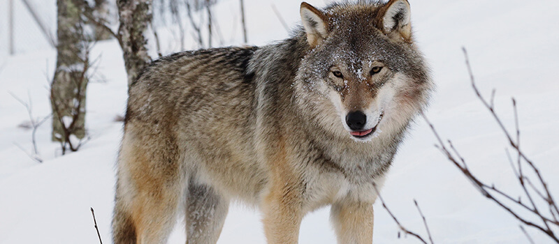 ما تفسيرات ابن سيرين لرؤية مهاجمة الذئاب في المنام؟