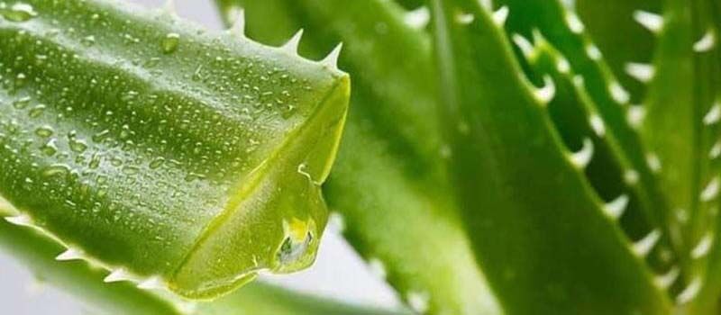 ما هي تفسيرات ابن سيرين لرؤية نبات الصبار في المنام للمتزوجة؟