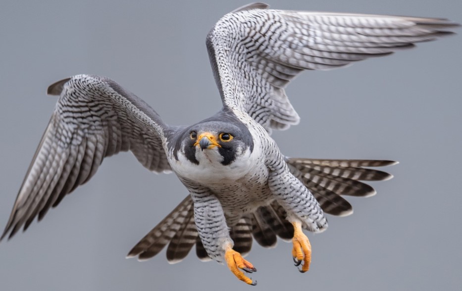 ما تفسير رؤية مهاجمة الطيور في المنام لابن سيرين؟