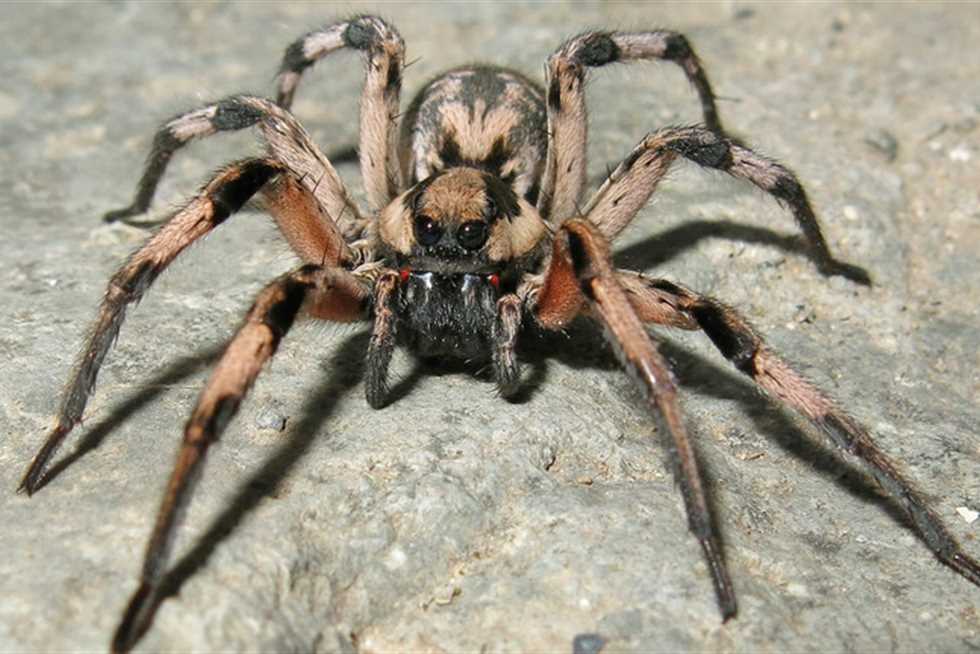 من راي في المنام انه يقتل عنكبوت لابن سيرين؟