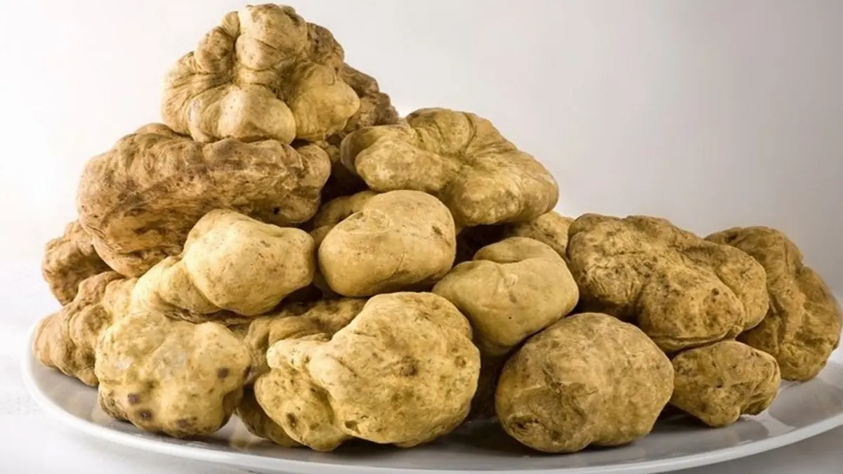 ما تفسير رؤية نبات الفقع في المنام لابن سيرين؟