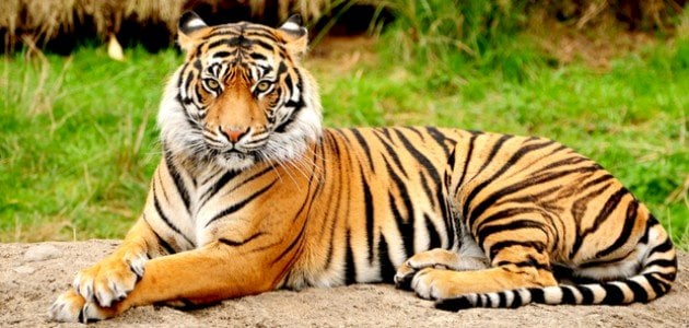 ما تفسير الحلم بالنمر للعزباء لابن سيرين؟