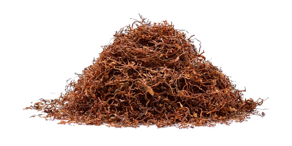 ما تفسير رؤية التتن في المنام لابن سيرين؟