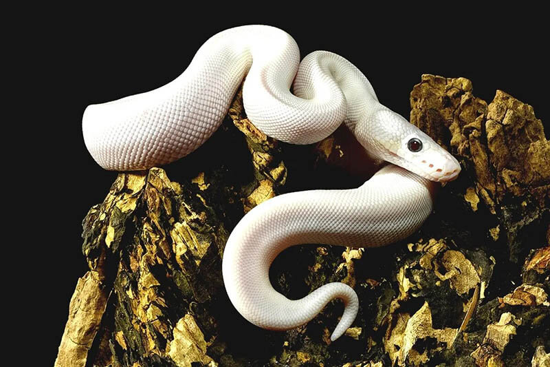 ما تفسير الحلم بحية صغيرة لابن سيرين؟