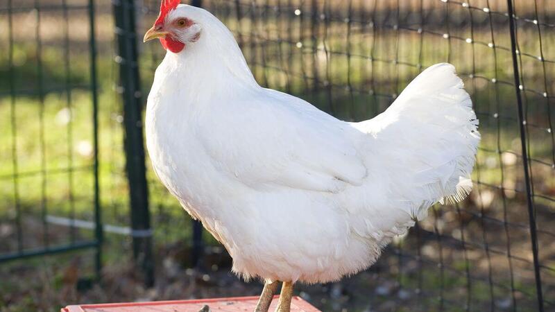 ما تأويلات ابن سيرين لرؤية الفراخ فى الحلم للمتزوجة؟