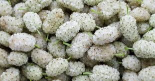 ما تفسير رؤية التوت الشامي في المنام لابن سيرين؟