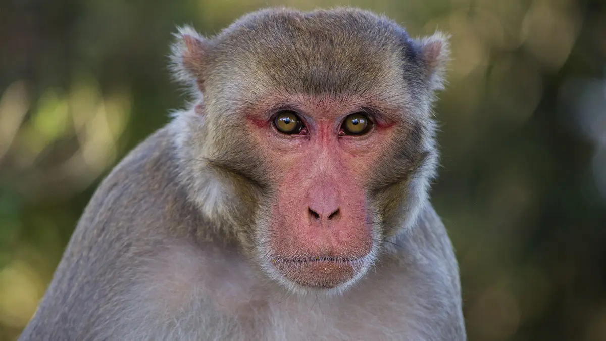 ما تفسير رؤية السعدان في المنام لابن سيرين؟