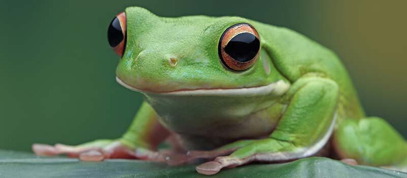 ما تفسير رؤية الضفدع الأخضر في المنام للعزباء لابن سيرين؟