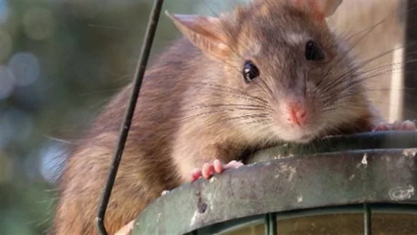 ما تأويلات ابن سيرين لرؤية الفأر الميت في الحلم؟