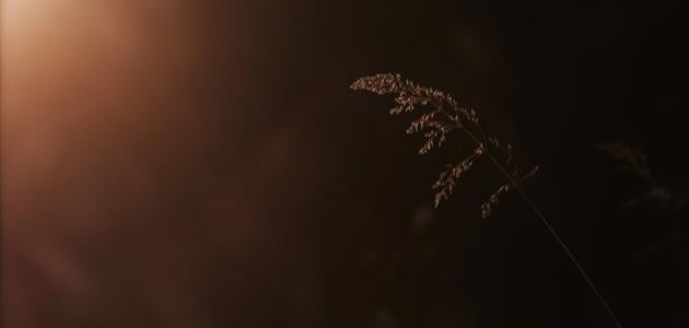 ما تأويلات ابن سيرين لرؤية اللون البني في المنام للرجل