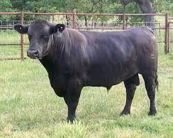 ما تأويلات ابن سيرين لرؤية الجاموس في المنام للمتزوجة؟