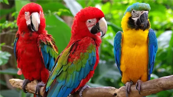 ما تفسير الحلم ببغاء ملون لابن سيرين؟