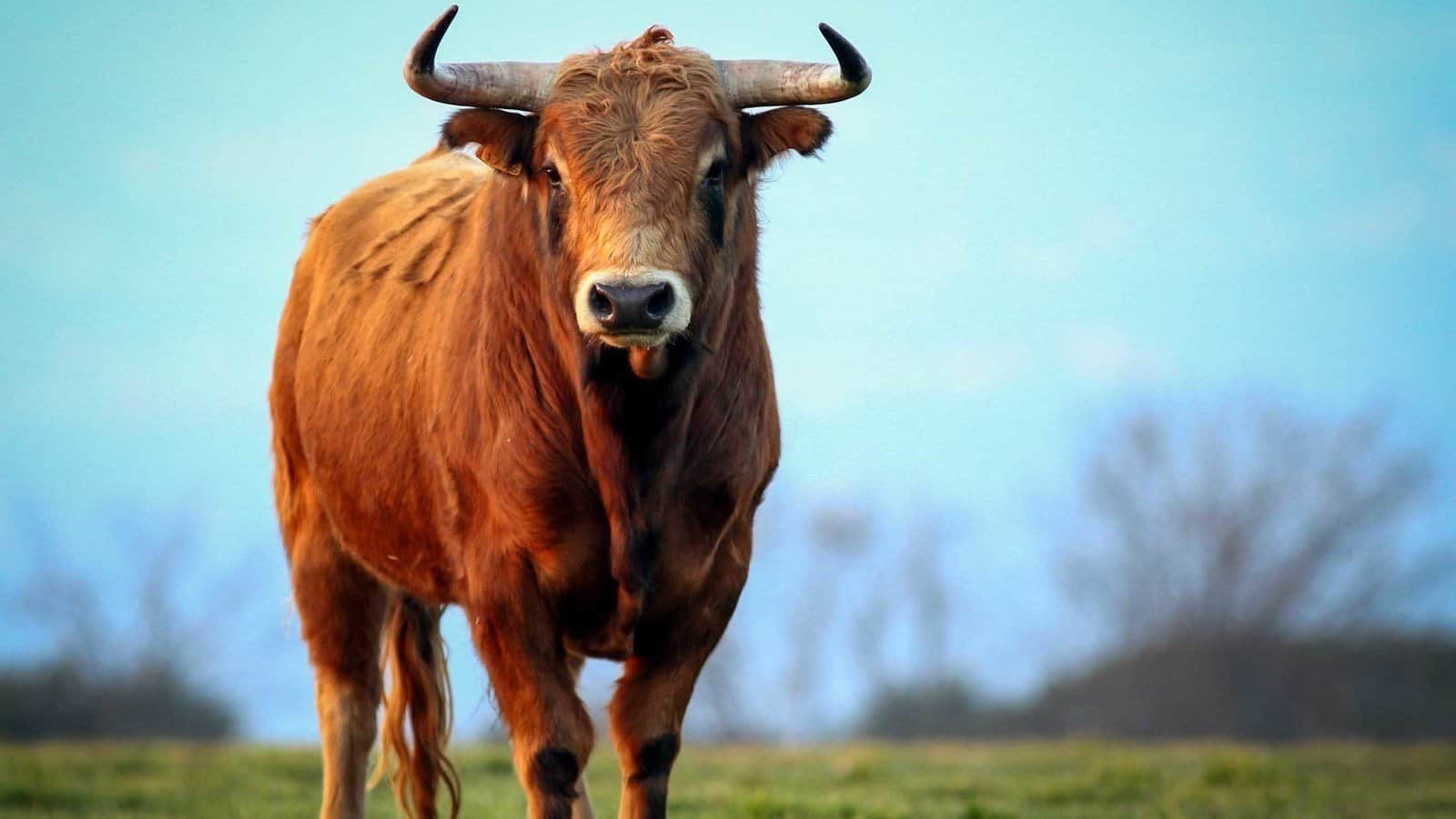 ما تفسير رؤية الثور في منام العزباء لابن سيرين؟