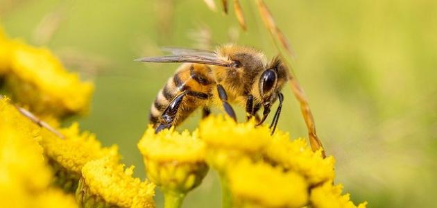 ما تفسير الحلم بالنحل للمتزوجة لابن سيرين؟