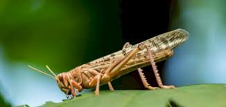 ما تفسير رؤية الجراد الأخضر في المنام لابن سيرين؟