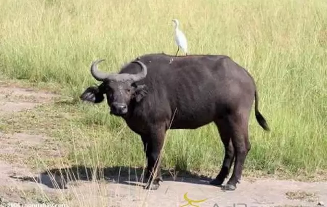 ما تفسير رؤية الثور الأسود في المنام للعزباء لابن سيرين؟