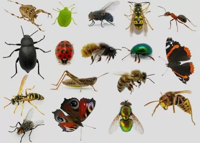 ما تأويلات ابن سيرين لرؤية الخوف من الحشرات في المنام؟