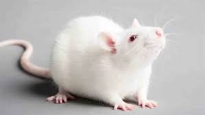 ما تفسير رؤية الجردون في المنام للحامل لابن سيرين؟