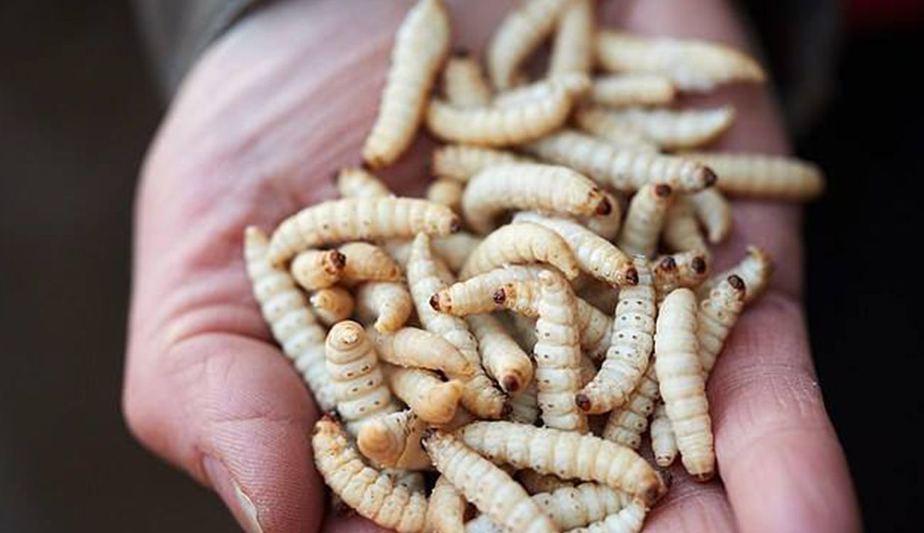 ما تأويلات الحلم بدود في الشعر لابن سيرين؟