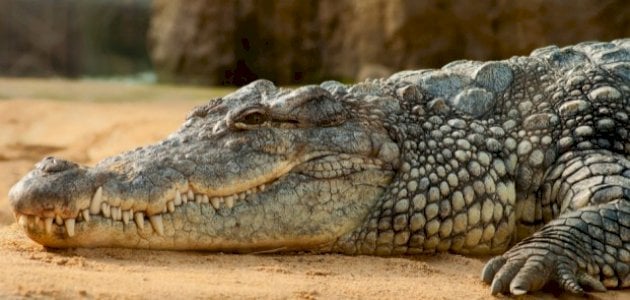 ما هو تفسير الحلم بتمساح في البيت؟