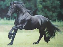 ما تفسيرات ابن سيرين لرؤية الحصان الاسود في المنام للرجل؟