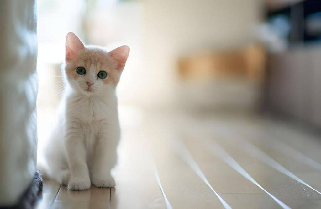 ما تفسير الحلم بجماع القطط لابن سيرين؟