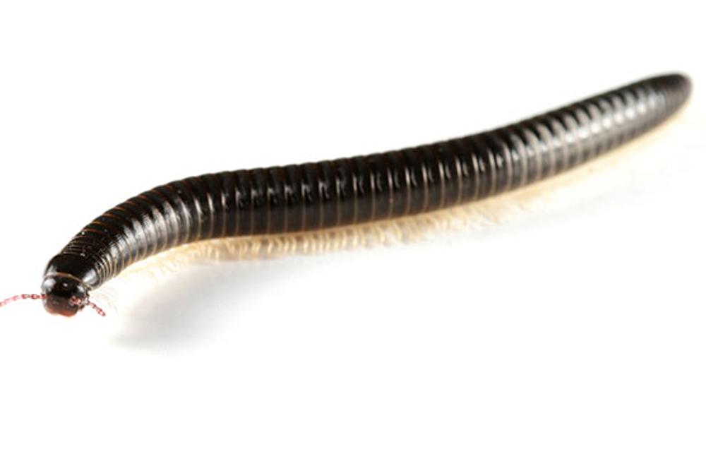 ما تأويلات ابن سيرين لرؤية الدود الملون في المنام؟