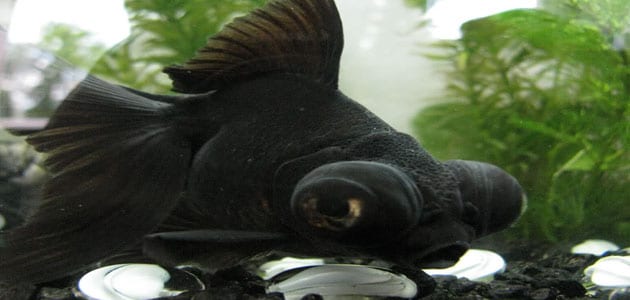 ما تفسير رؤية السمك الاسود في المنام لابن سيرين؟