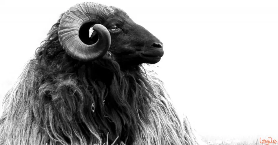 ما تفسير رؤية الخروف الأسود في المنام للرجل لابن سيرين؟