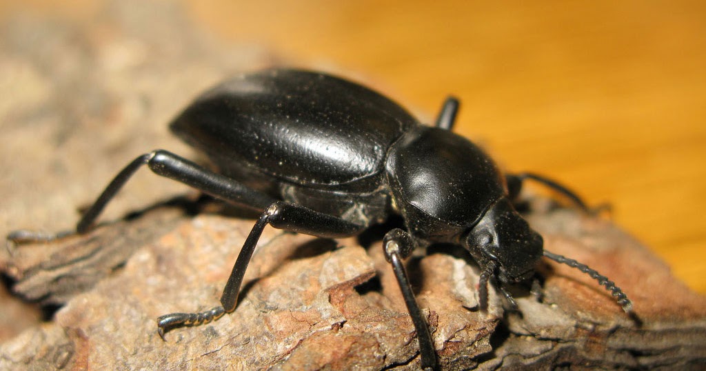 ما تأويلات رؤية الخنافس في المنام لابن سيرين؟