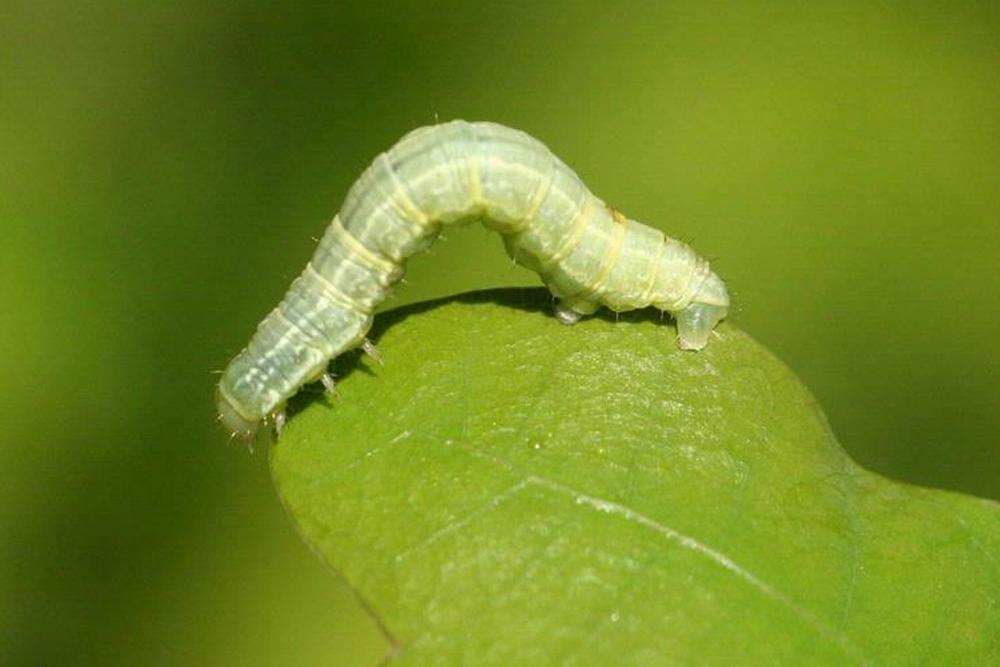 ما تفسير رؤية الدود في الفراش في المنام لابن سيرين؟