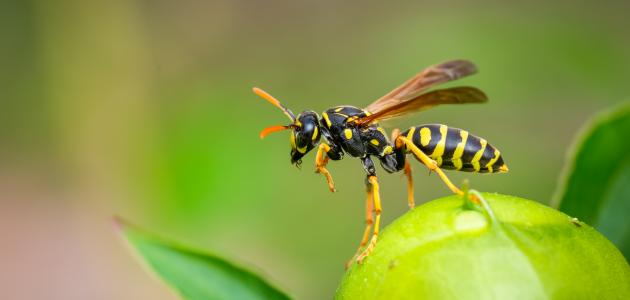 ما تفسير رؤية الدبور الأصفر في المنام للمتزوجة لابن سيرين؟