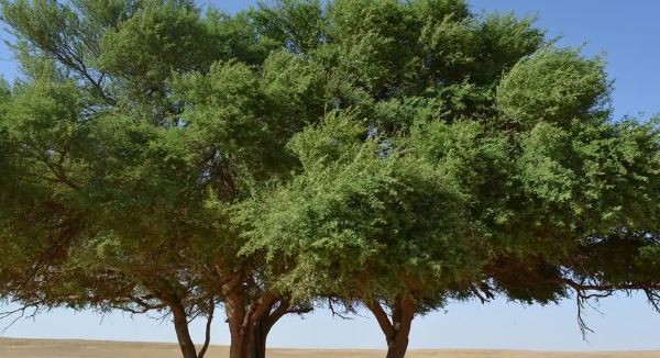 ما تأويلات ابن سيرين لرؤية الغابة في المنام للرجل؟