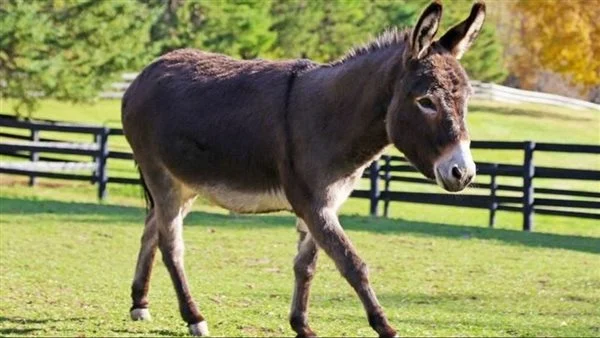 ما هو تأويل رؤية الركوب على الحمار في المنام لابن سيرين؟