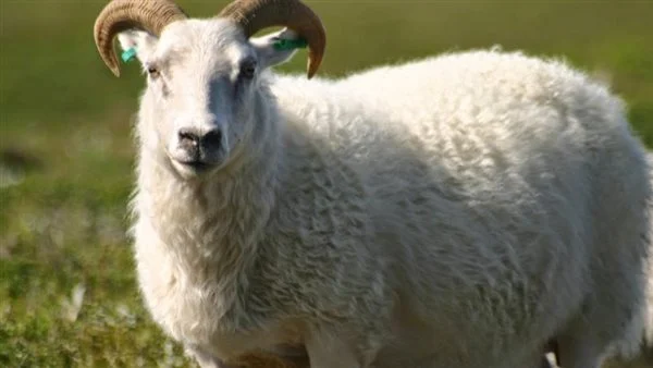 ما تفسير رؤية الخروف الابيض الصغير في المنام؟