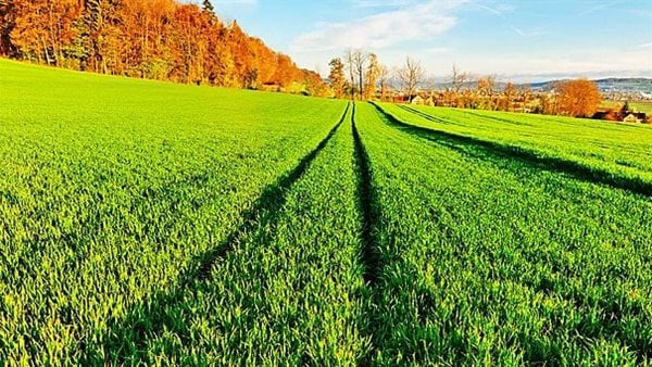 ما تفسير الحلم بزرع اخضر في المنام لابن سيرين؟