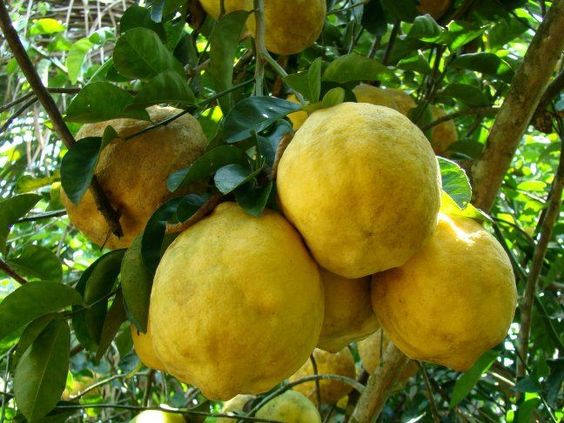 ما تفسير رؤية الكباد في المنام لابن سيرين؟