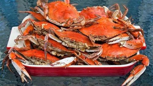 ما تفسير رؤية الكابوريا في الحلم لابن سيرين؟