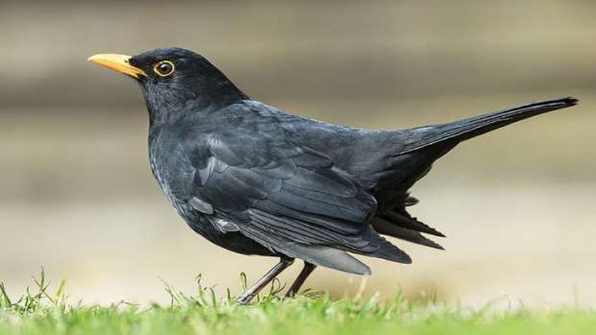 ما هو تفسير ابن سيرين لرؤية الطير الأسود في المنام للعزباء؟