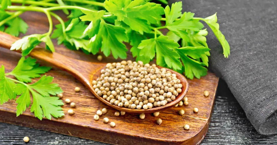 ما تأويلات ابن سيرين لرؤية الكزبرة في المنام للعزباء؟